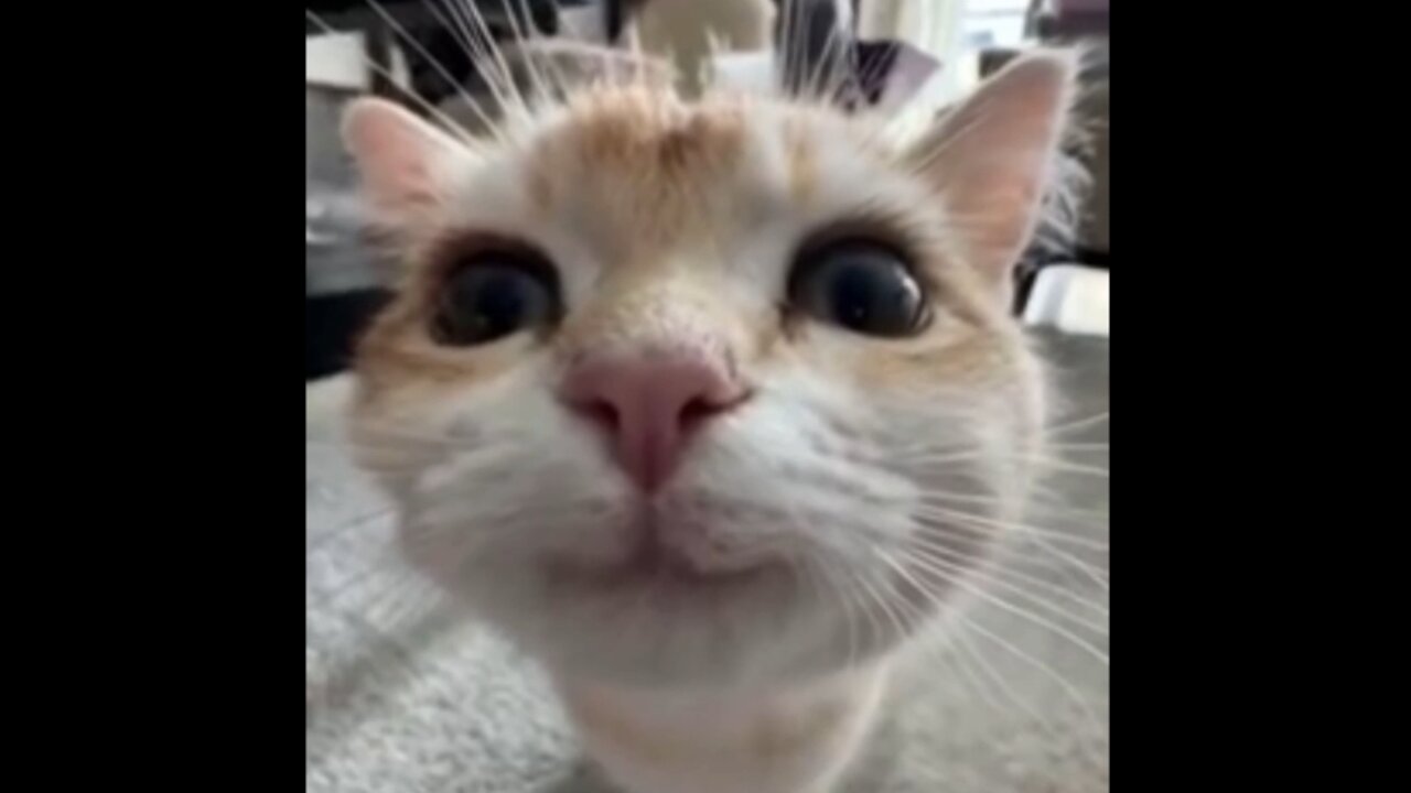 Cat Music Vid 2 (Silly Kitties)