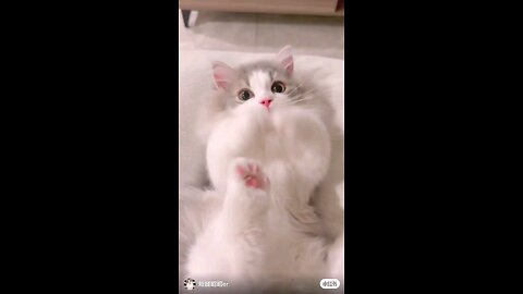 Funny Kitten