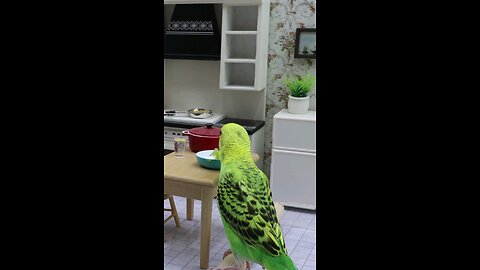 my cutie 🥰 little parrot