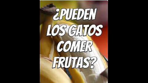 pueden-los-gatos-comer-frutas ?