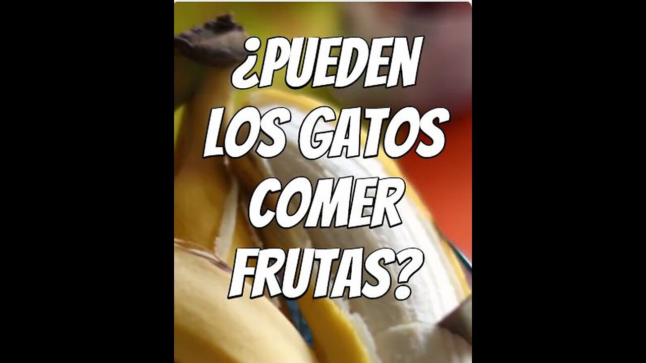pueden-los-gatos-comer-frutas ?