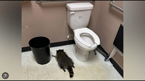 Virginia Authorities Take In Raccoon After Passing Out in Liquor Store Bathroom During Booze