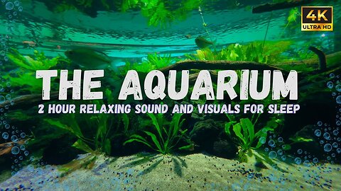 Need a Moment? Relaxation Aquarium ASMR – Take a Break, Sit Back & Unwind
