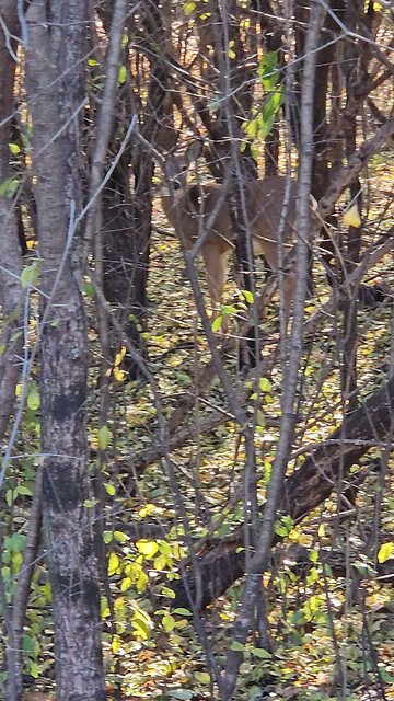 Deer Foraging in the Woods
