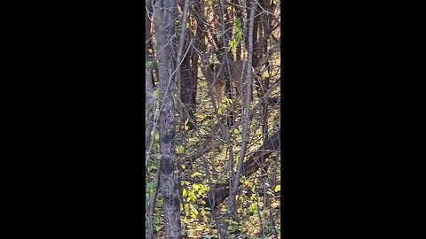 Deer Foraging in the Woods