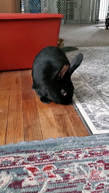 He likes licking the floor 😆