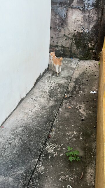 Cute White Cat Sleeping Peacefully – Relaxing Moment