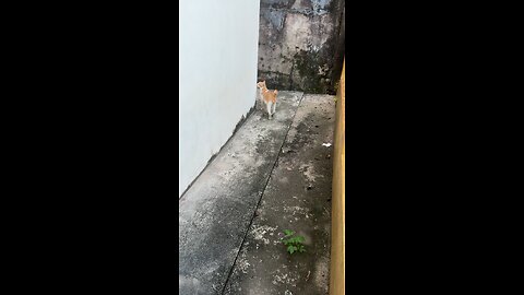 Cute White Cat Sleeping Peacefully – Relaxing Moment