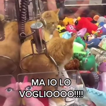 Funny Cat Videos 11 - Real Cats in Game Machines