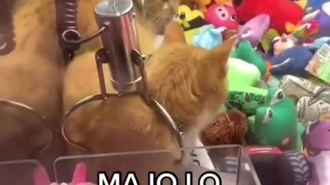 Funny Cat Videos 11 - Real Cats in Game Machines