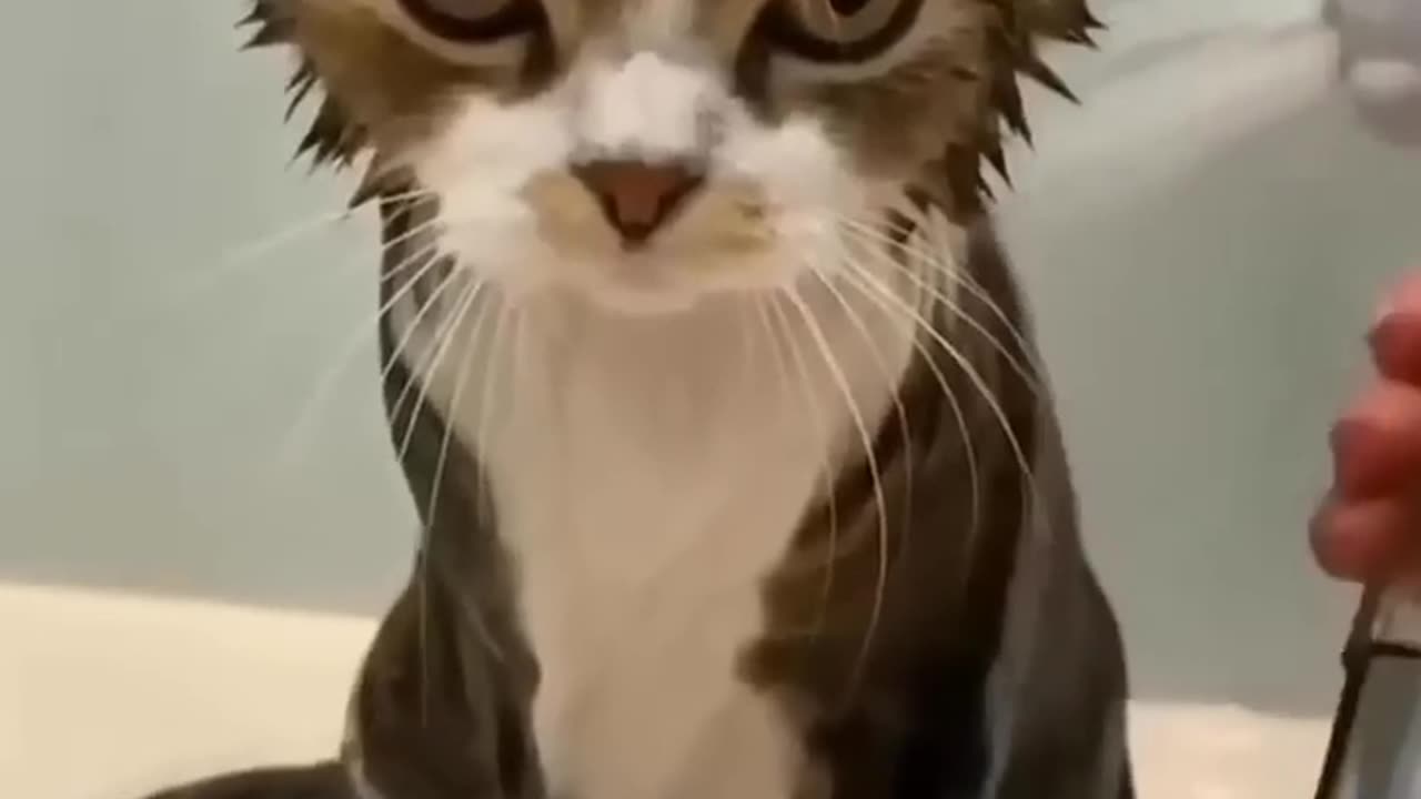 Funny cat