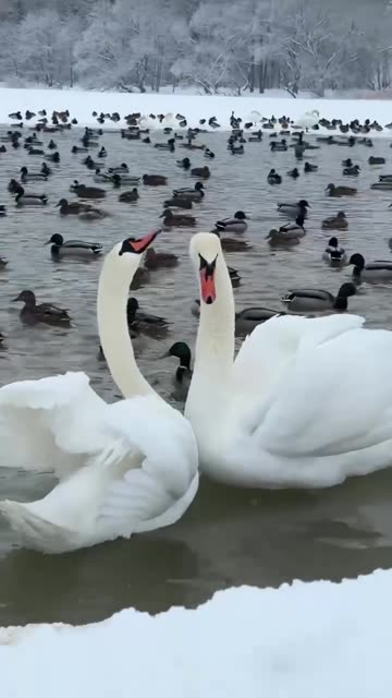 White swans dancing