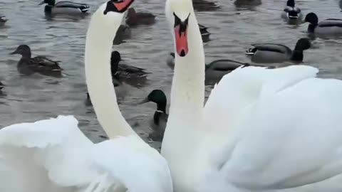 White swans dancing