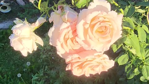 "Sun Setting on Pearly Gates Climbing Rose." -W.M.W.F.A.