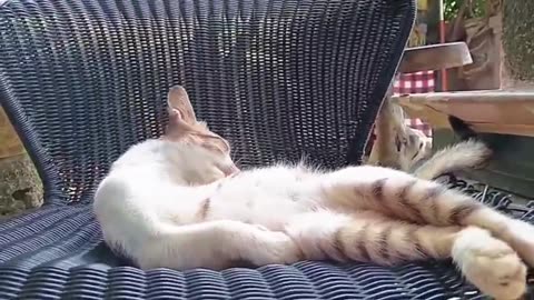 Three Sibling Cats Having a Family Meeting… But One Is Too Busy Grooming Himself! 😂🐾