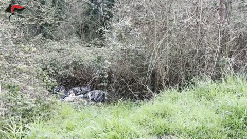 Avellino - Sequestri e denunce dei Carabinieri a Mirabella Eclano e Frigento (17.02.25)