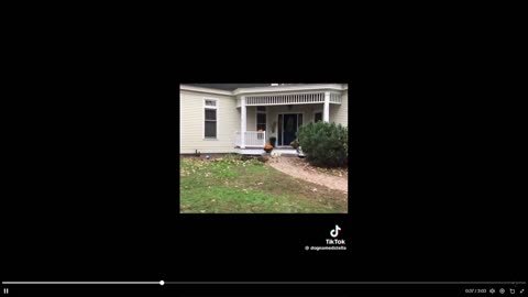Quick smile clip - We don't deserve dogs!