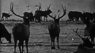'Where the North Begins' (1923) - Full movie