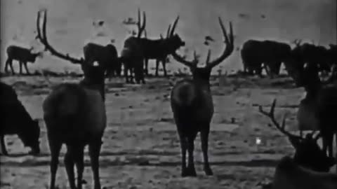 'Where the North Begins' (1923) - Full movie