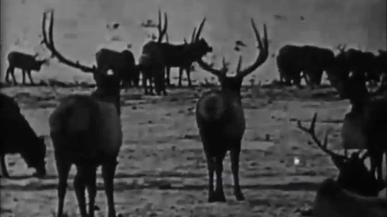 'Where the North Begins' (1923) - Full movie