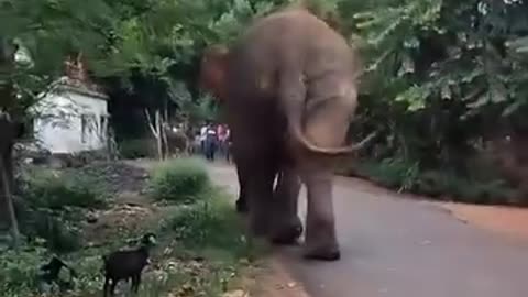 🐘😱 Elephant Rampage! Destroys Everything in Its Path | Terrifying Scene Caught on Camera 😨🔥