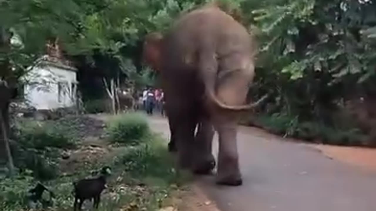 🐘😱 Elephant Rampage! Destroys Everything in Its Path | Terrifying Scene Caught on Camera 😨🔥