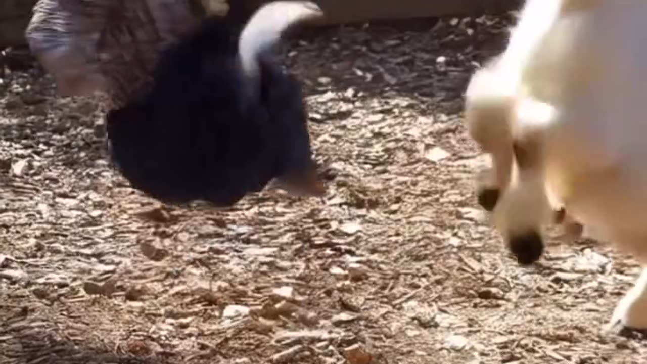 Baby fight