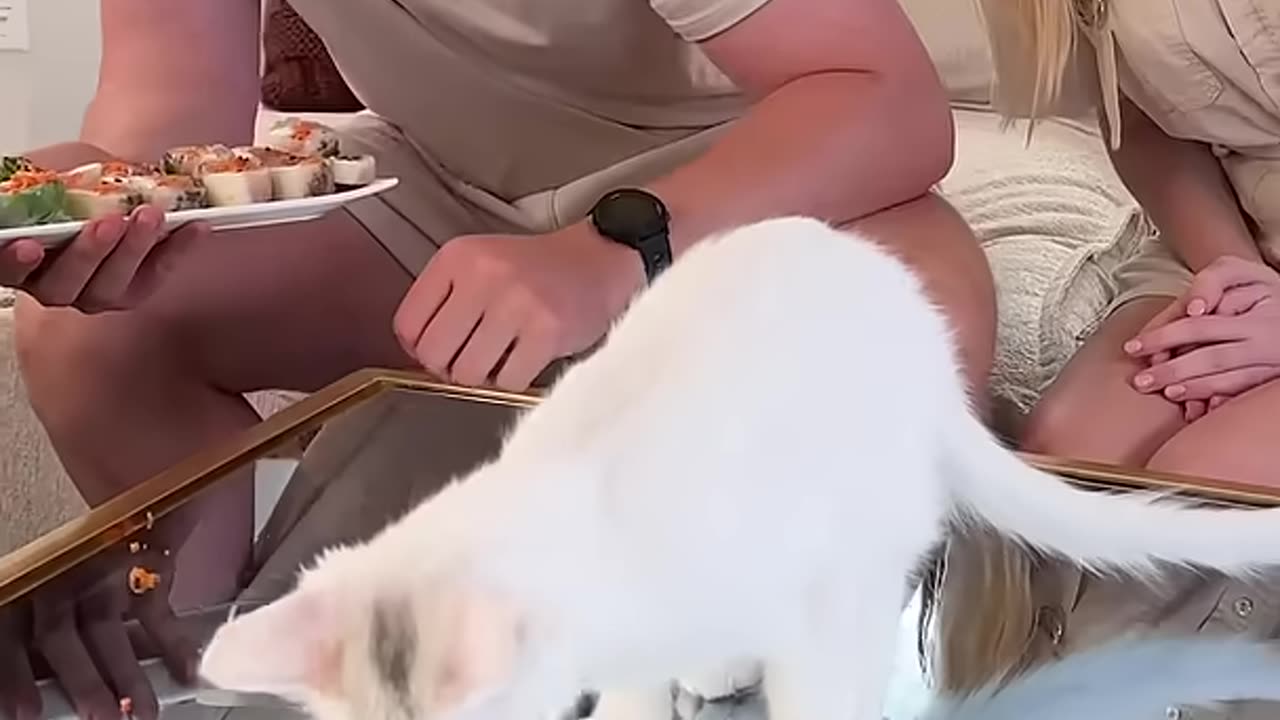 Mrbeast cat funny video