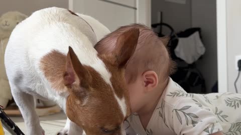 Pup Helpfully Licks Up Baby's Puke
