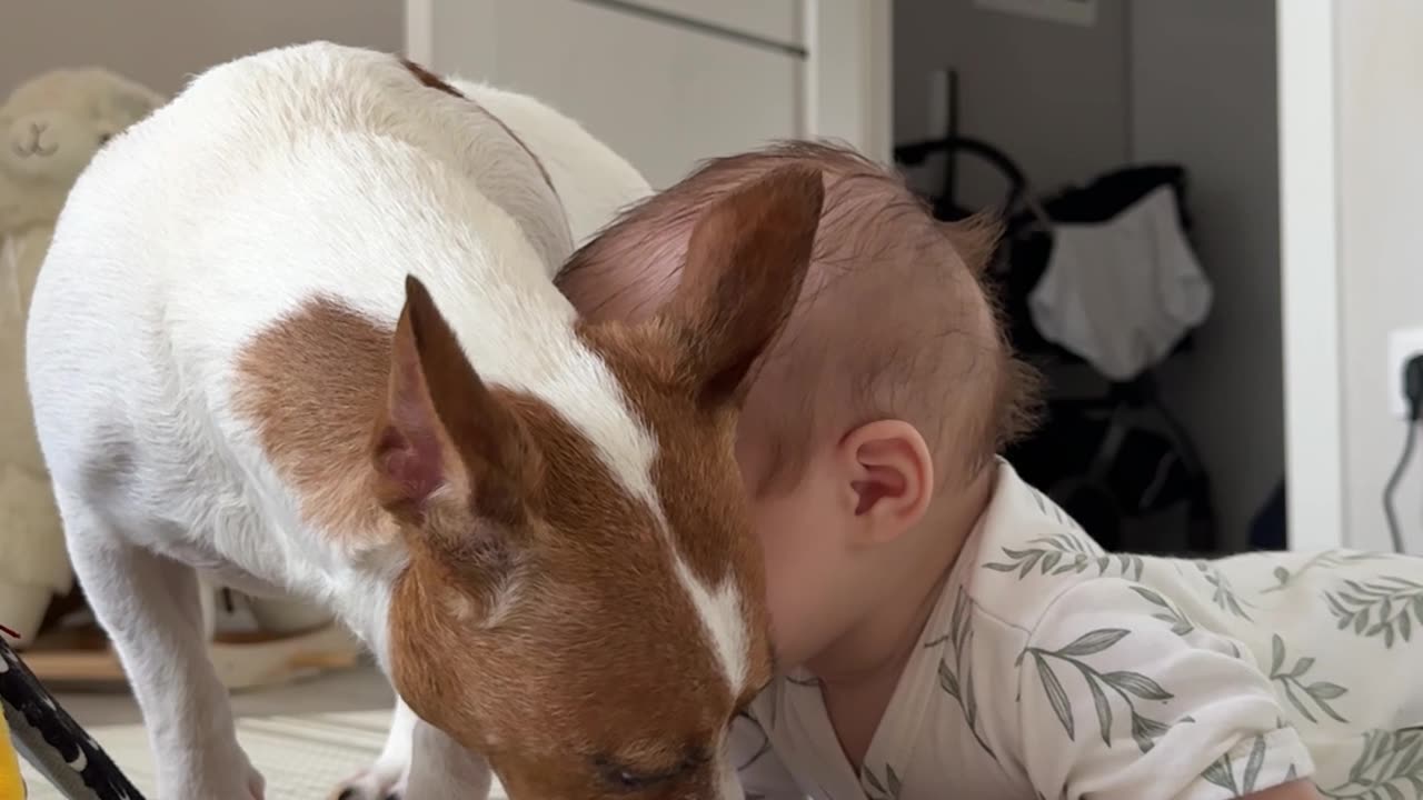 Pup Helpfully Licks Up Baby's Puke