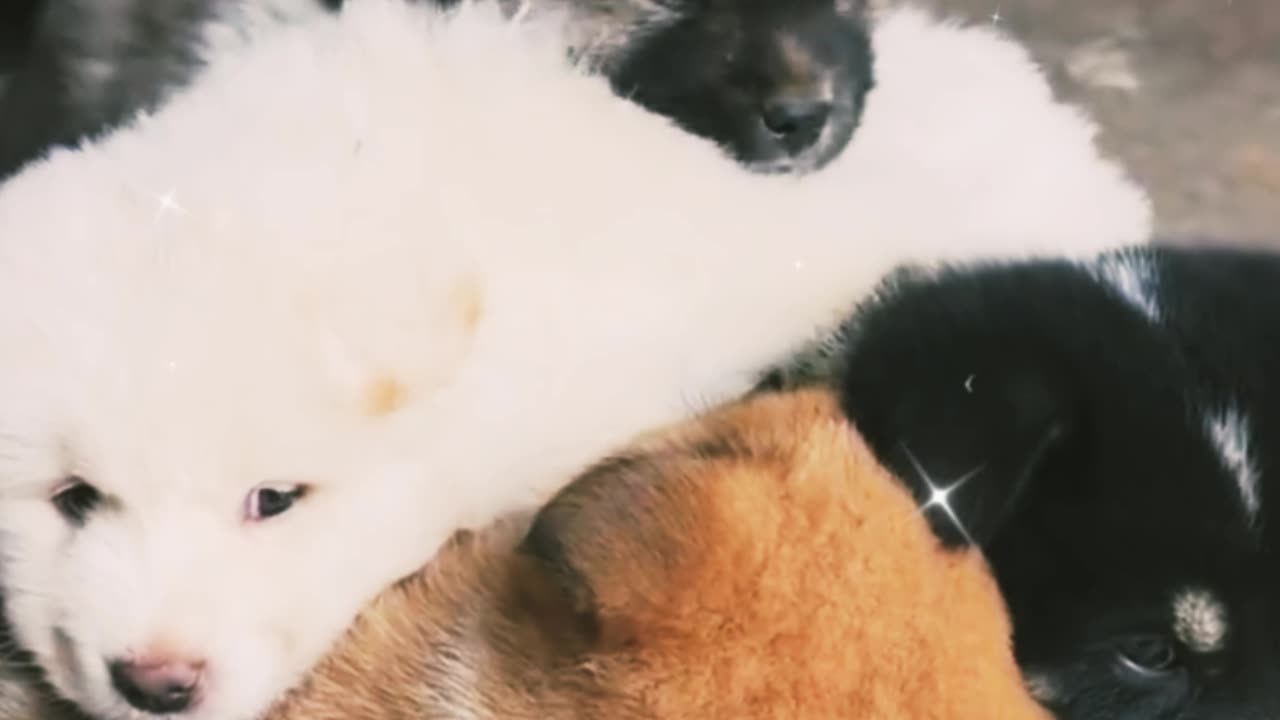 Funnyanimalvideo