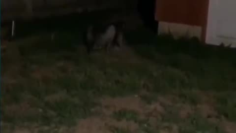 😨👻 What is That? #ghostlytoksa🇦🇪 #demon #haunted #skinwalker #ouija #creepy | TheHauntingHour
