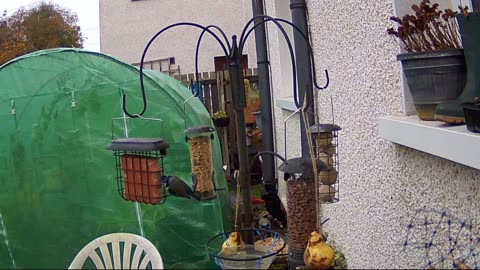 Trail Cam Captures My Garden’s Birdlife | British Garden Birds