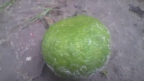 Orange falls off from the tree in the sand after a rainy night [Nature & Animals]