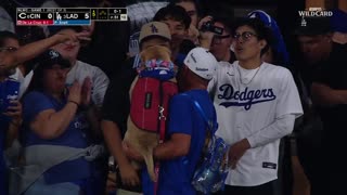 🐕⚾ The Dog That Stole the Dodgers Game! | FunFM