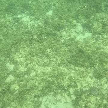 Sunrise Snorkeling: Exploring the Morning Magic Under the Sea!