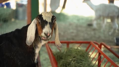 Goat eating the Grass