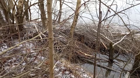 Bever - Skien - Norway