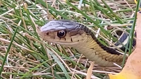 Garter Snake in the Grass