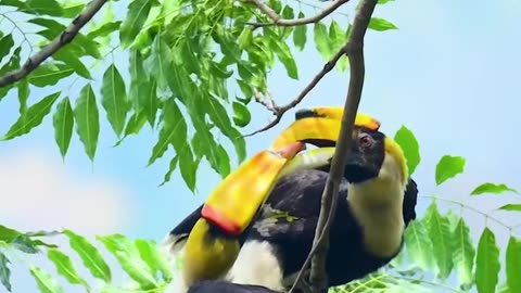 Great Hornbills enjoying kiss & closeness..