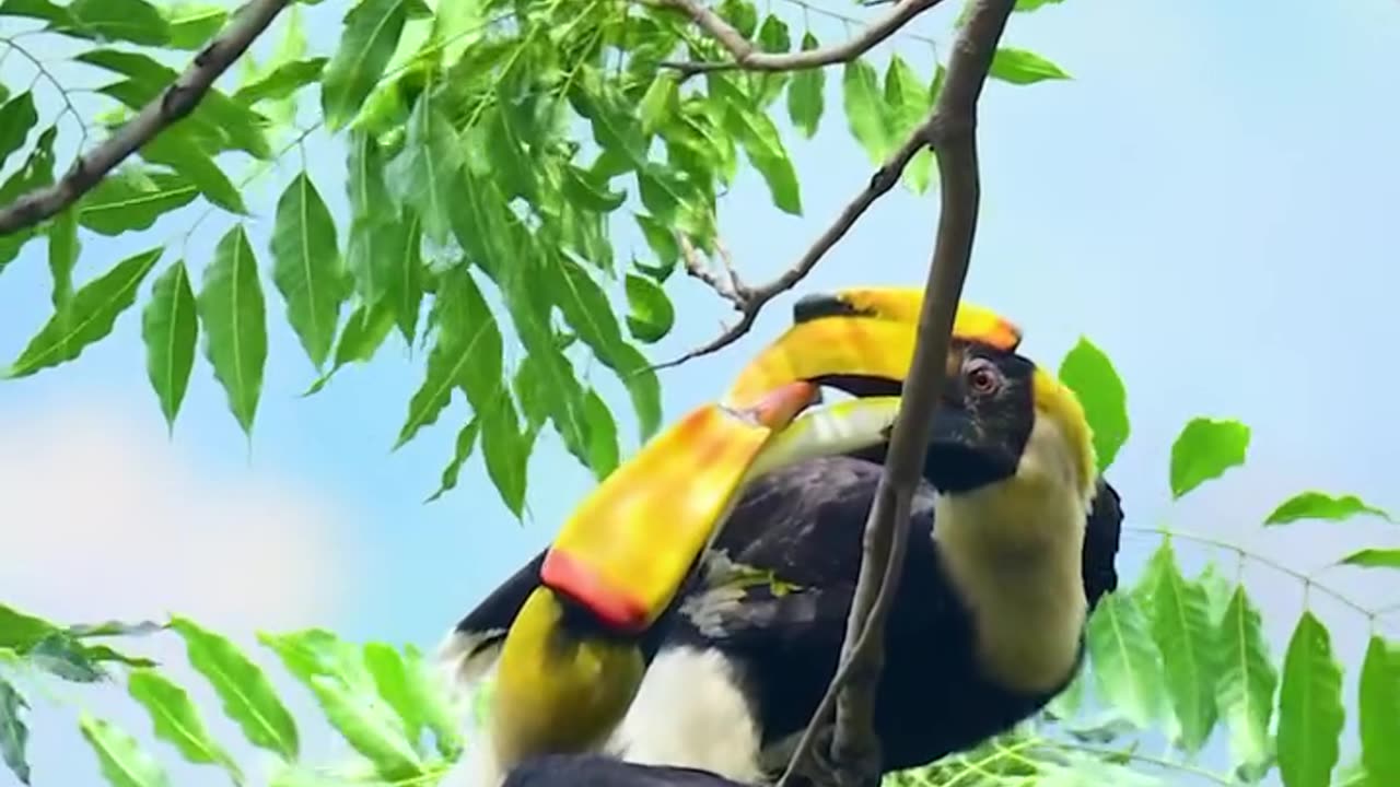 Great Hornbills enjoying kiss & closeness..
