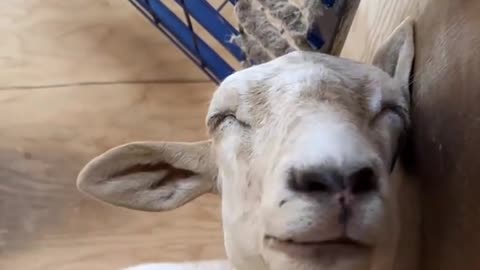 The goat is a broken and sad lovebird.🤣🤣🤣🤣