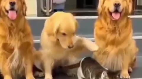 Three brothers and their one sister