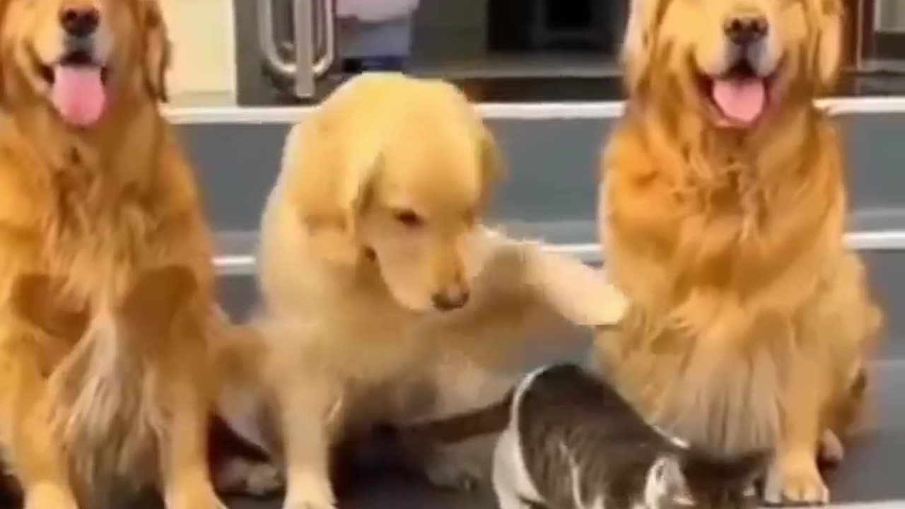 Three brothers and their one sister