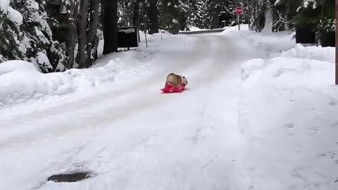 Cute Bulldog Goes For Sled Ride Down Hill