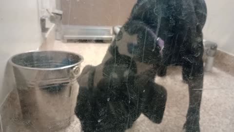 Midnight 1y A875146 kennel 91B small doggies PACC shelter she got kinda excited but cools20251022362