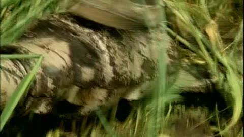 Cover Croppin... - Cover Cropping Techniques - Elderberry Pond Country Foods, A - edu.uvm.cropping.6