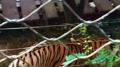 Powerful Bengal Tiger