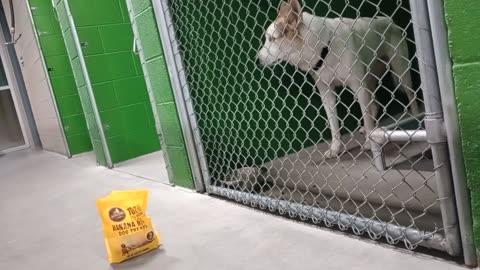 Shadow 2y Pet Id kennel 18 HSSAZ shelter I was too pushy 4 him so he backs away & barks20251128915