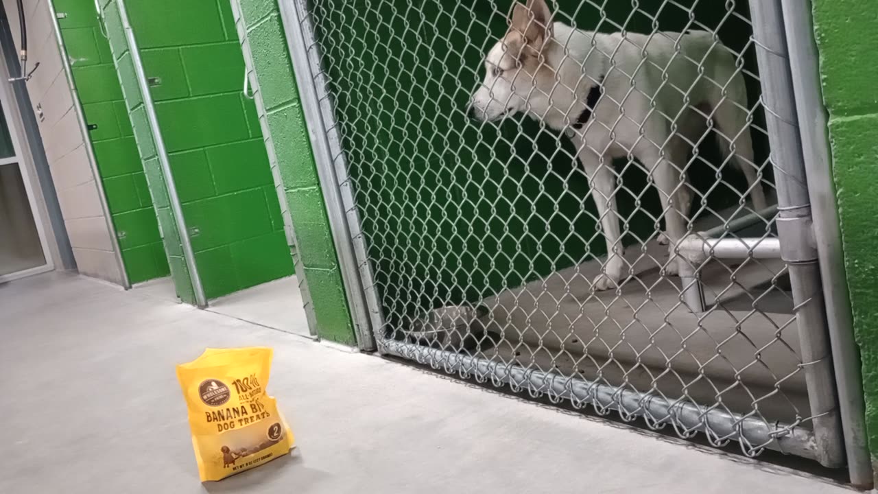 Shadow 2y Pet Id kennel 18 HSSAZ shelter I was too pushy 4 him so he backs away & barks20251128915